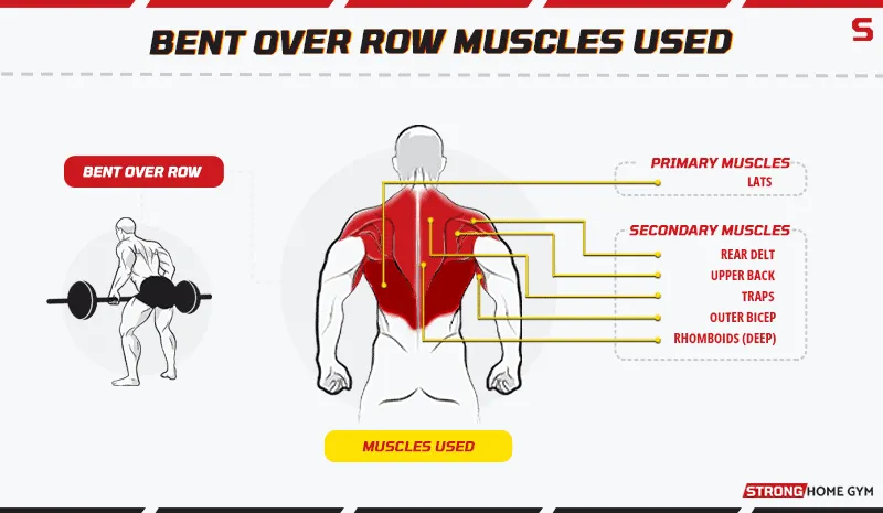 Bent over row muscles used