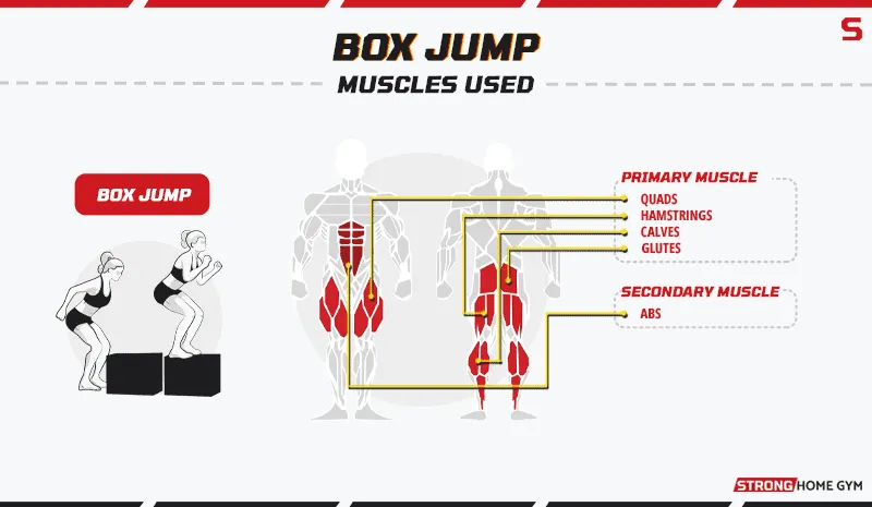 Box Jump Alternatives Muscles Used