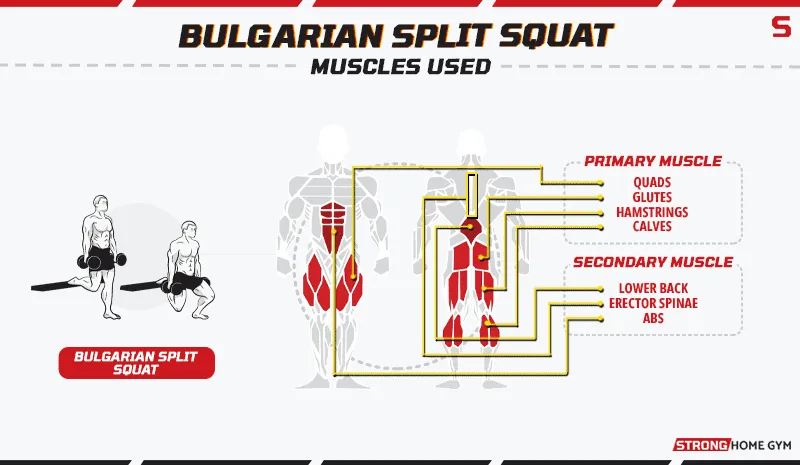 Bulgarian split squat - muscles used