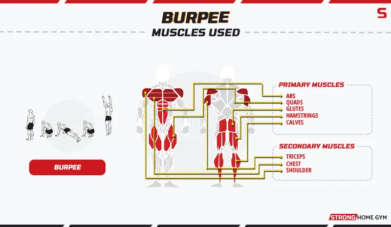 Burpee - muscles worked