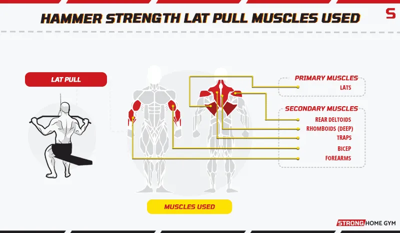 Hammer strength lat pull muscles used