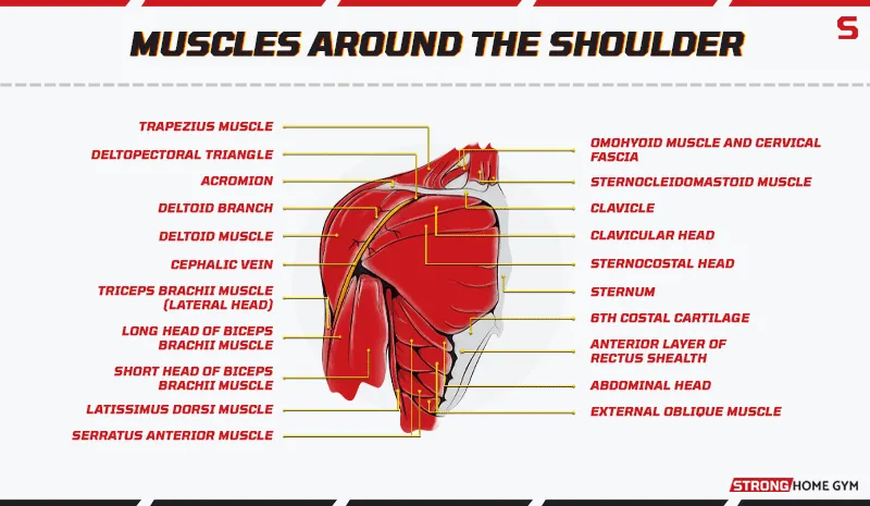 Muscles around the shoulder