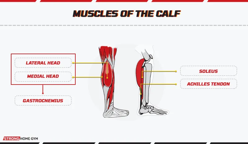 Muscles of the calf
