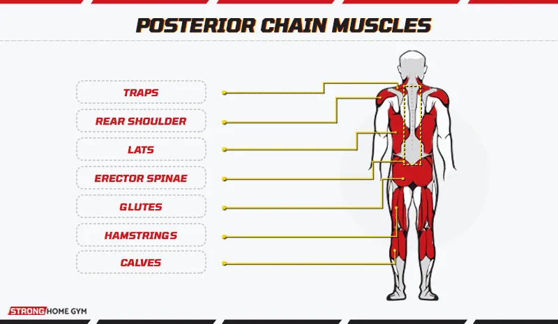 Posterior chain muscles