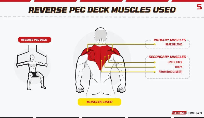 Reverse pec deck muscles used