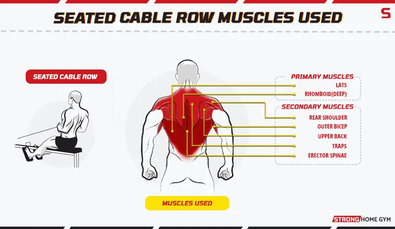 Seated cable row muscles worked