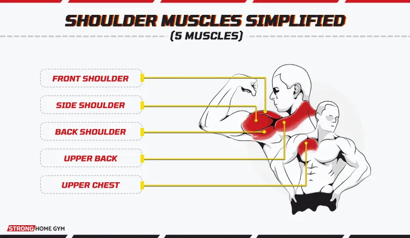 Shoulder Muscles Simplified (5 muscles)