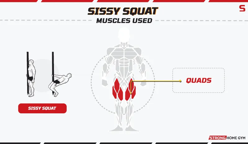 Sissy squat - muscles worked