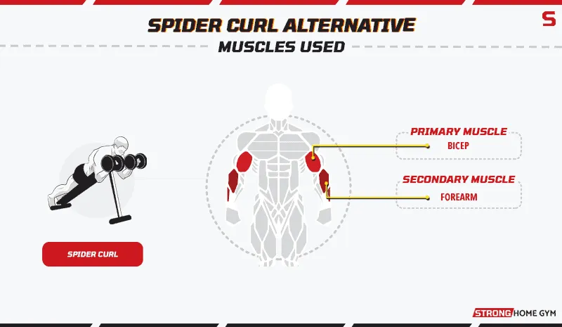 Spider Curl Alternatives Muscles Used
