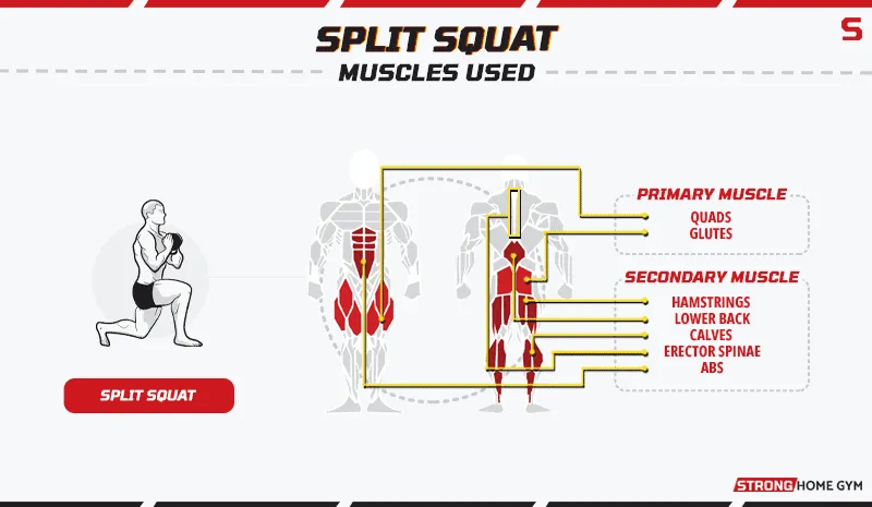 Split squat - muscles used