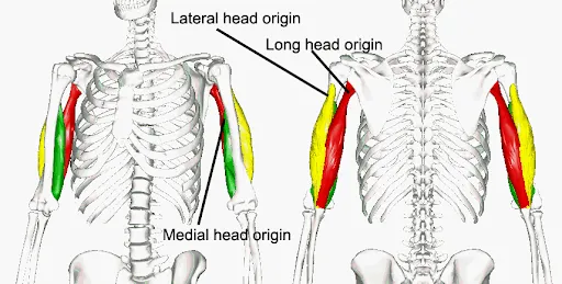 Triceps- lateral long and medial head origins