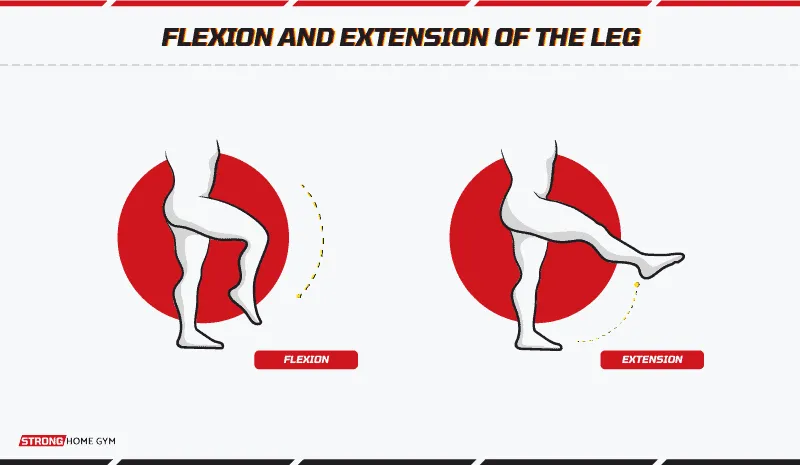 flexion and extension of the leg