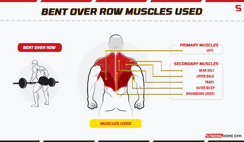 Bent over row muscles used