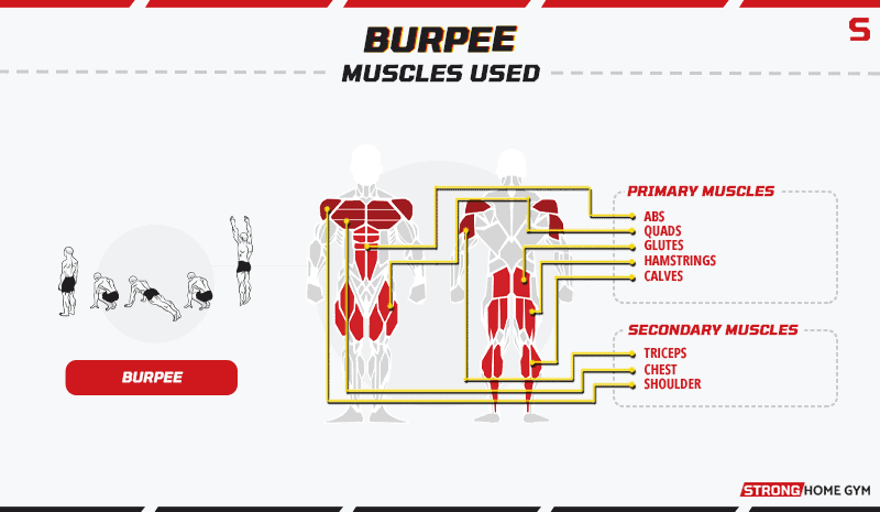 Burpee - muscles worked