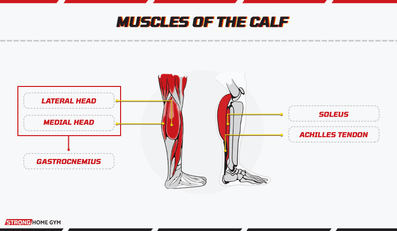Muscles of the calf